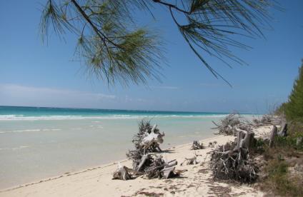Plage de Pelican Bay. Arbre déraciné